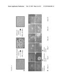 ISOLATION AND USE OF PLURIPOTENT STEM CELL POPULATION FROM ADULT NEURAL     CREST-DERIVED TISSUES diagram and image