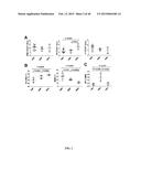 SIRT1 INHIBITORS AND STEM CELL REJUVENATION diagram and image