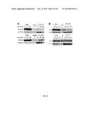 SIRT1 INHIBITORS AND STEM CELL REJUVENATION diagram and image