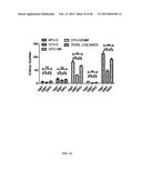 SIRT1 INHIBITORS AND STEM CELL REJUVENATION diagram and image