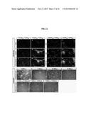 Brain-Specific Enhancers for Cell-Based Therapy diagram and image