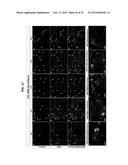 Brain-Specific Enhancers for Cell-Based Therapy diagram and image