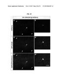 Brain-Specific Enhancers for Cell-Based Therapy diagram and image