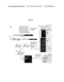 Brain-Specific Enhancers for Cell-Based Therapy diagram and image