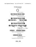 METHODS FOR IDENTIFYING A TARGET SITE OF A CAS9 NUCLEASE diagram and image