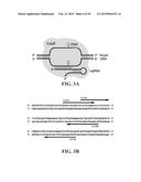 METHODS FOR IDENTIFYING A TARGET SITE OF A CAS9 NUCLEASE diagram and image