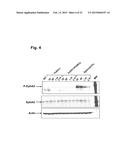 ANTIBODIES THAT SPECIFICALLY BIND TO THE EPHA2 RECEPTOR diagram and image