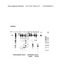 SOLUBLE IGF RECEPTOR Fc FUSION PROTEINS AND USES THEREOF diagram and image