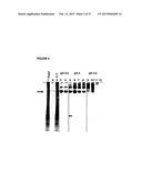 SOLUBLE IGF RECEPTOR Fc FUSION PROTEINS AND USES THEREOF diagram and image