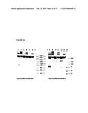 SOLUBLE IGF RECEPTOR Fc FUSION PROTEINS AND USES THEREOF diagram and image