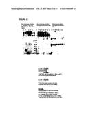 SOLUBLE IGF RECEPTOR Fc FUSION PROTEINS AND USES THEREOF diagram and image