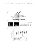 Antibodies Directed to GPNMB and Uses Thereof diagram and image