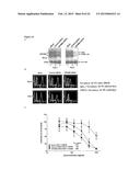 Antibodies Directed to GPNMB and Uses Thereof diagram and image