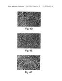 METHODS RELATED TO TIM 3, A TH1-SPECIFIC CELL SURFACE MOLECULE, FOR     ACTIVATING ANTIGEN PRESENTING CELLS diagram and image