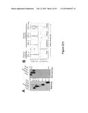 CHIMERIC MOLECULE INVOLVING OLIGOMERIZED FASL EXTRACELLULAR DOMAIN diagram and image