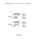 CHIMERIC MOLECULE INVOLVING OLIGOMERIZED FASL EXTRACELLULAR DOMAIN diagram and image