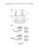 CHIMERIC MOLECULE INVOLVING OLIGOMERIZED FASL EXTRACELLULAR DOMAIN diagram and image