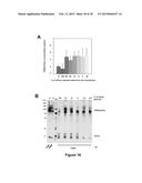 CHIMERIC MOLECULE INVOLVING OLIGOMERIZED FASL EXTRACELLULAR DOMAIN diagram and image