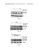 RADIOPROTECTOR COMPOUNDS diagram and image