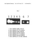 Anti-Gap43 Antibody diagram and image