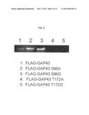 Anti-Gap43 Antibody diagram and image