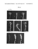 Anti-Gap43 Antibody diagram and image