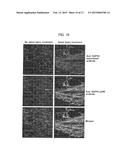 Anti-Gap43 Antibody diagram and image