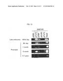 Anti-Gap43 Antibody diagram and image