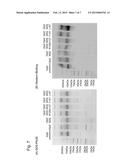 IgA-BINDING PEPTIDE AND IgA PURIFICATION USING THE SAME diagram and image