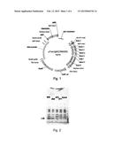 FUNGAL CUTINASE FROM MAGNAPORTHE GRISEA diagram and image