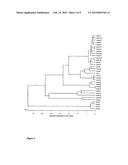 SIMIAN ADENOVIRUS AND HYBRID ADENOVIRAL VECTORS diagram and image