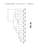 Methods of Diagnosing or Treating Prostate Cancer Using the ERG Gene,     Alone or in Combination with Other over or Under Expressed Genes in     Prostate Cancer diagram and image