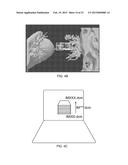 Comparative Analysis of Anatomical Items diagram and image