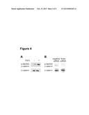 TREATMENT OF FIBROSIS diagram and image