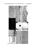 ENHANCEMENT OF OSTEOGENIC POTENTIAL OF BONE GRAFTS diagram and image