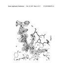 ANTIBODIES TO BRADYKININ B1 RECEPTOR LIGANDS diagram and image