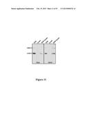 High Affinity Antibodies That Neutralize Staphylococcus Enterotoxin B diagram and image