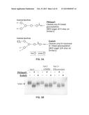 MATERIALS AND METHODS FOR PRODUCING IMPROVED LENTIVIRAL VECTOR PARTICLES diagram and image