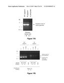 MATERIALS AND METHODS FOR PRODUCING IMPROVED LENTIVIRAL VECTOR PARTICLES diagram and image