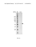 NOVEL CELLULASE diagram and image