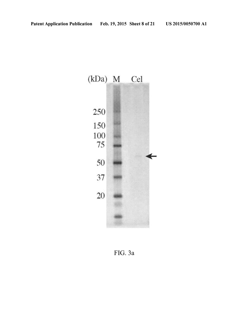 NOVEL CELLULASE - diagram, schematic, and image 09