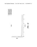 BACTERIOPHAGES EXPRESSING ANTIMICROBIAL PEPTIDES AND USES THEREOF diagram and image