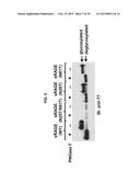 HUMAN SOLUBLE RECEPTOR FOR ADVANCED GLYCATION END PRODUCTS (sRAGE),     METHODS OF PREPARING HUMAN sRAGE, AND TREATMENT METHODS USING sRAGE diagram and image