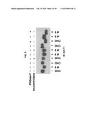 HUMAN SOLUBLE RECEPTOR FOR ADVANCED GLYCATION END PRODUCTS (sRAGE),     METHODS OF PREPARING HUMAN sRAGE, AND TREATMENT METHODS USING sRAGE diagram and image