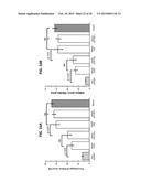 HUMAN SOLUBLE RECEPTOR FOR ADVANCED GLYCATION END PRODUCTS (sRAGE),     METHODS OF PREPARING HUMAN sRAGE, AND TREATMENT METHODS USING sRAGE diagram and image