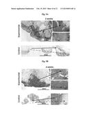HYDROGEL SYSTEM COMPRISING SPATIALLY SEPARATED BIOACTIVE POLYPEPTIDES diagram and image