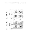 IDENTIFICATION OF A JAK2 MUTATION IN POLYCYTHEMIA VERA diagram and image