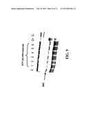 IDENTIFICATION OF A JAK2 MUTATION IN POLYCYTHEMIA VERA diagram and image