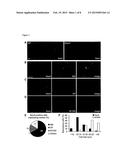 INHIBITORS OF NOX4 EXPRESSION AND /OR NOX4 FUNCTION AND THEIR USE IN THE     PREVENTION AND TREATMENT OF NERVE INJURY AND/OR NEUROPATHIC PAIN diagram and image