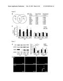 INHIBITORS OF NOX4 EXPRESSION AND /OR NOX4 FUNCTION AND THEIR USE IN THE     PREVENTION AND TREATMENT OF NERVE INJURY AND/OR NEUROPATHIC PAIN diagram and image